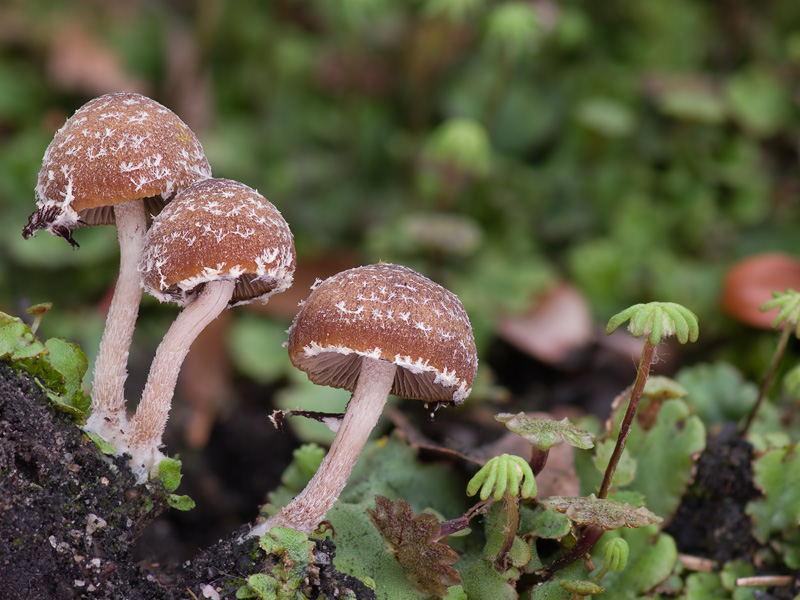 Psathyrella pennata